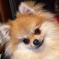 @winniesworldpompom