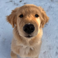 @ryderthegolden25