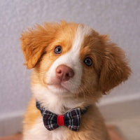 @toller.loki