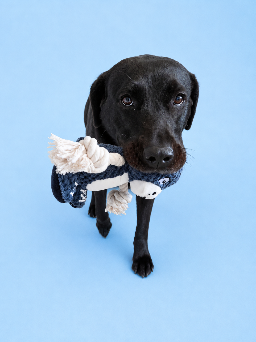 A black dog holding a knitted blue and white plush toy in its mouth, standing against a solid light blue background.