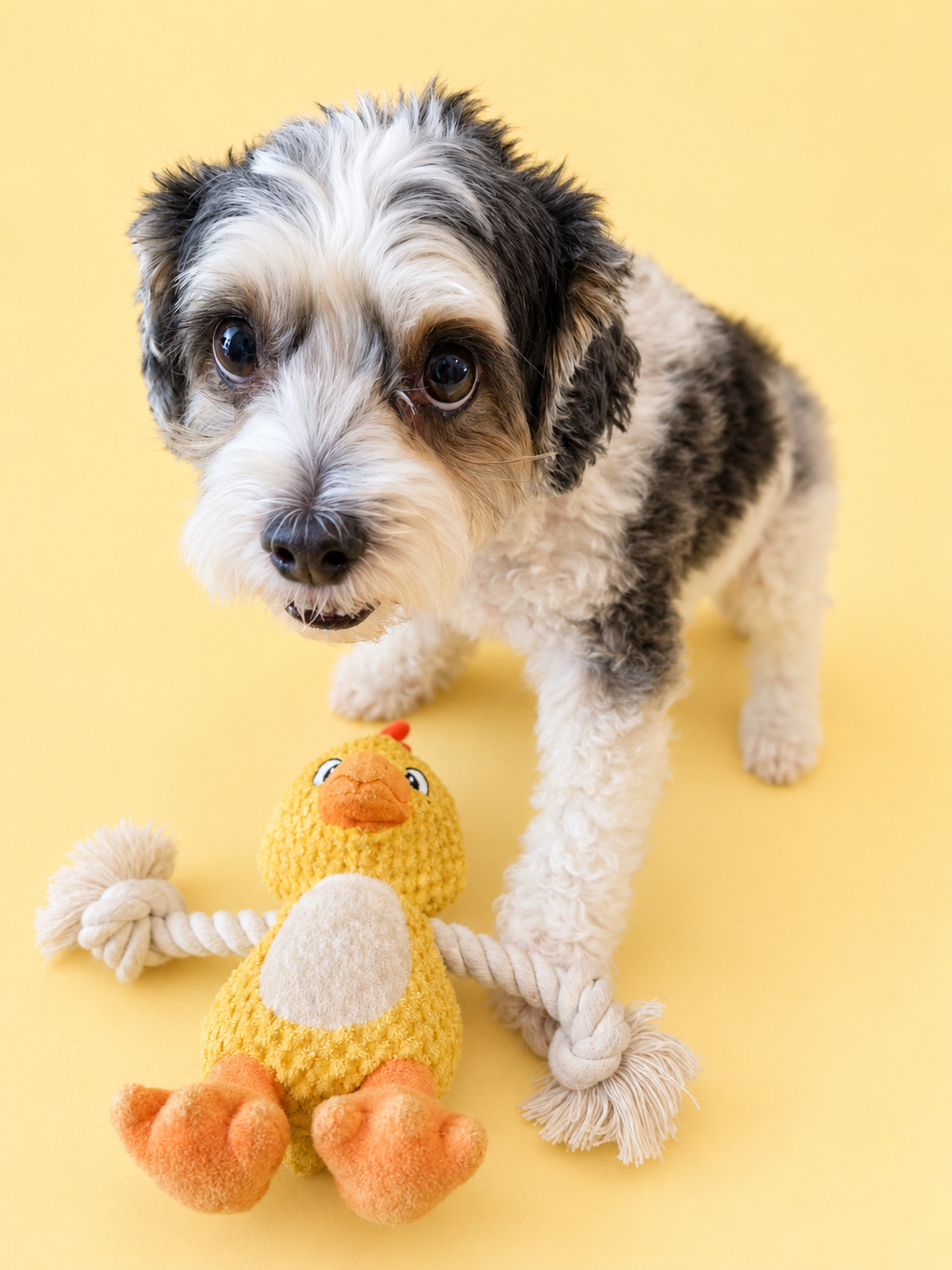 A small black-and-white dog stands on a pale yellow background next to a yellow knitted chicken tug toy with a rope tail.