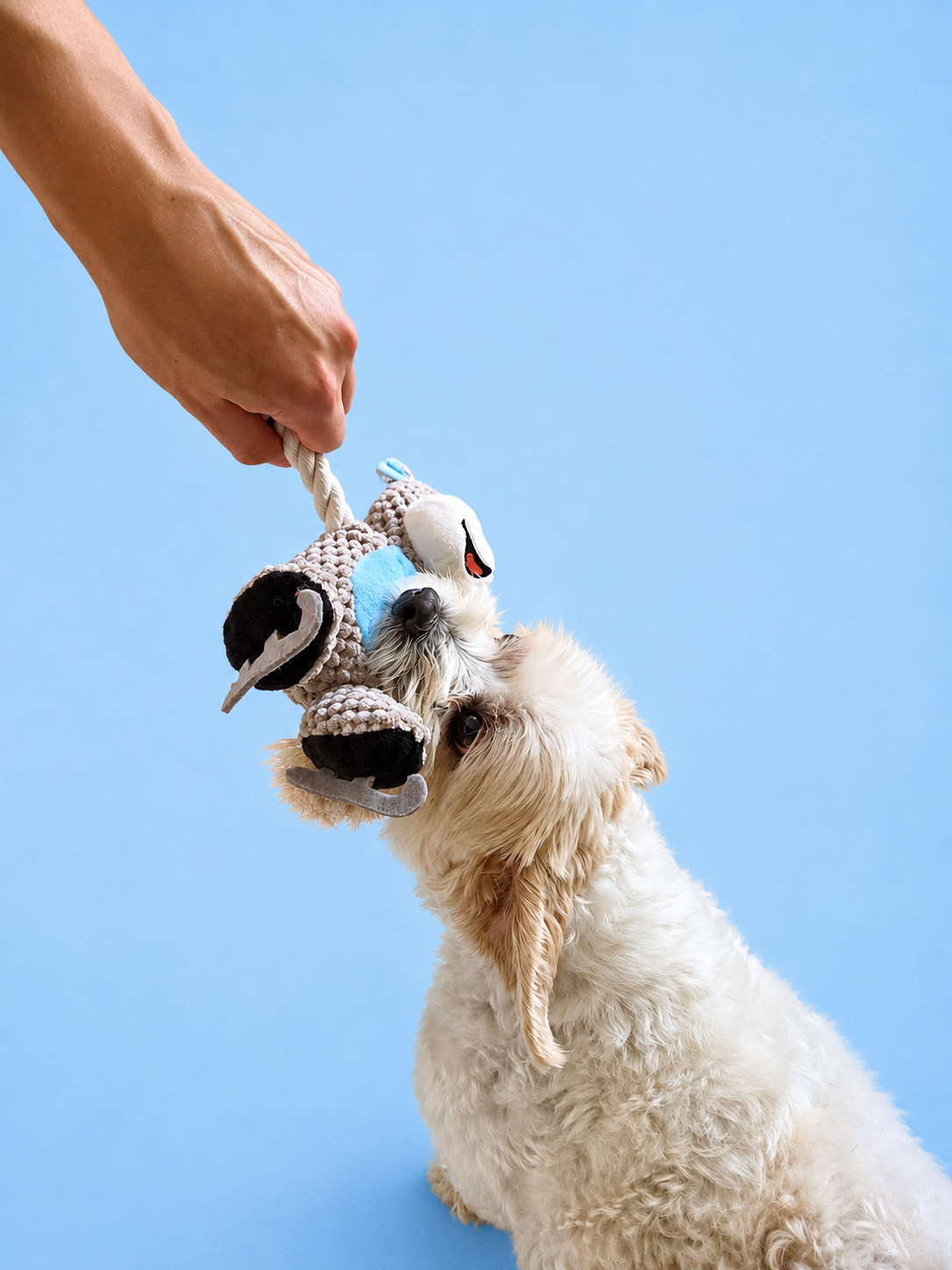 A small fluffy cream dog is tug-of-war with a plush toy held by a human hand against a solid light blue background.